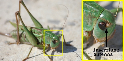 Grilli, Locuste e Cavallette: ORTHOPTERA Guida alle Famiglie